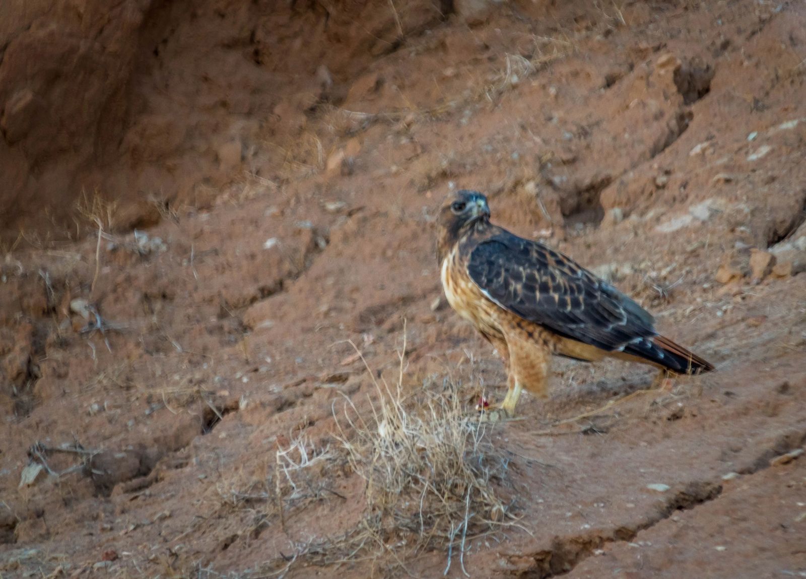 Goblin Valley State Park