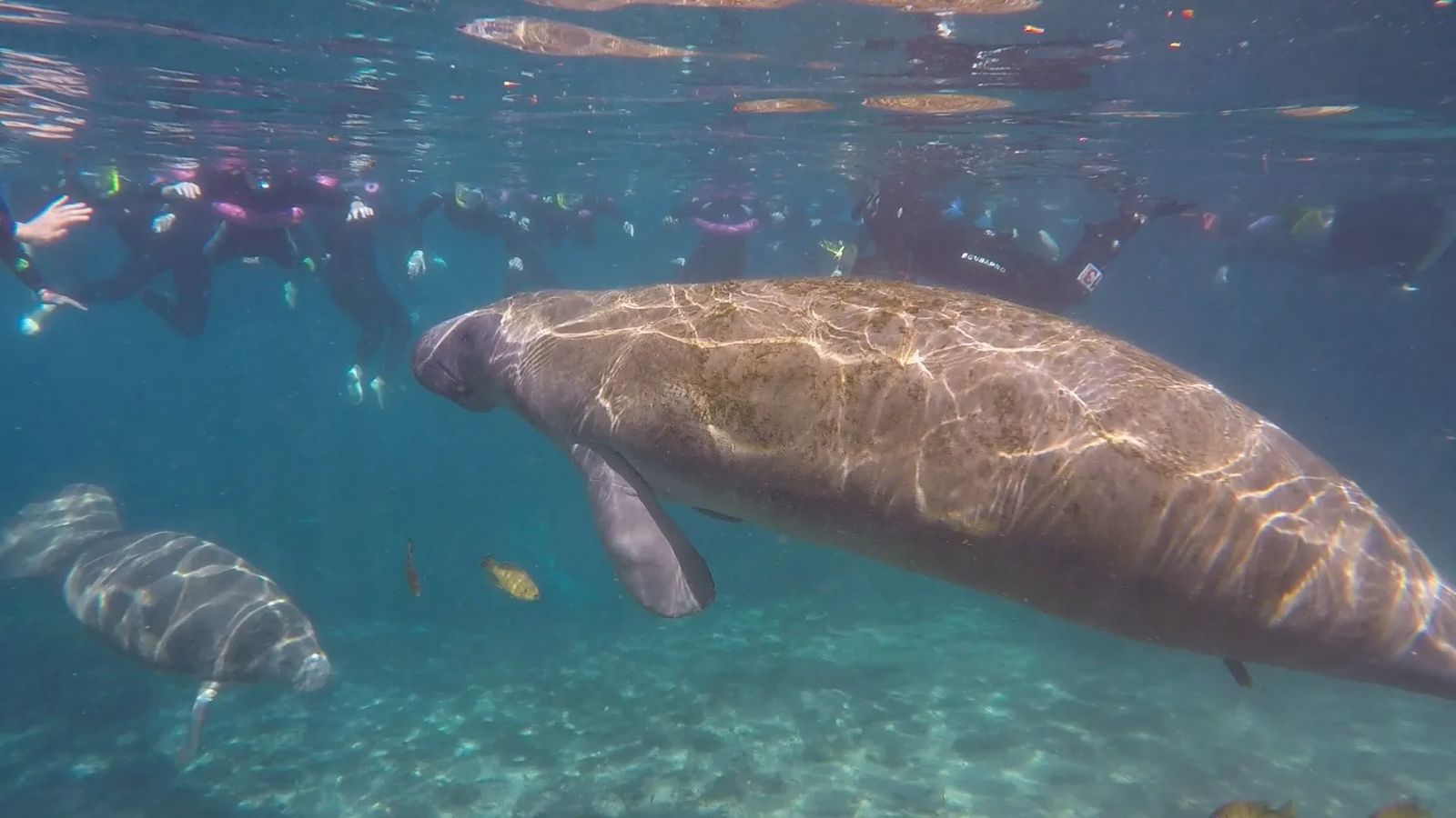 swimming with Manatees in Crystal Rivers Florida
