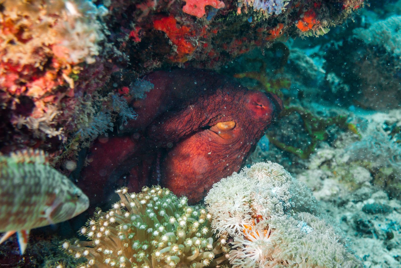 Scuba Diving in Nungwi Zanzibar - Octopus