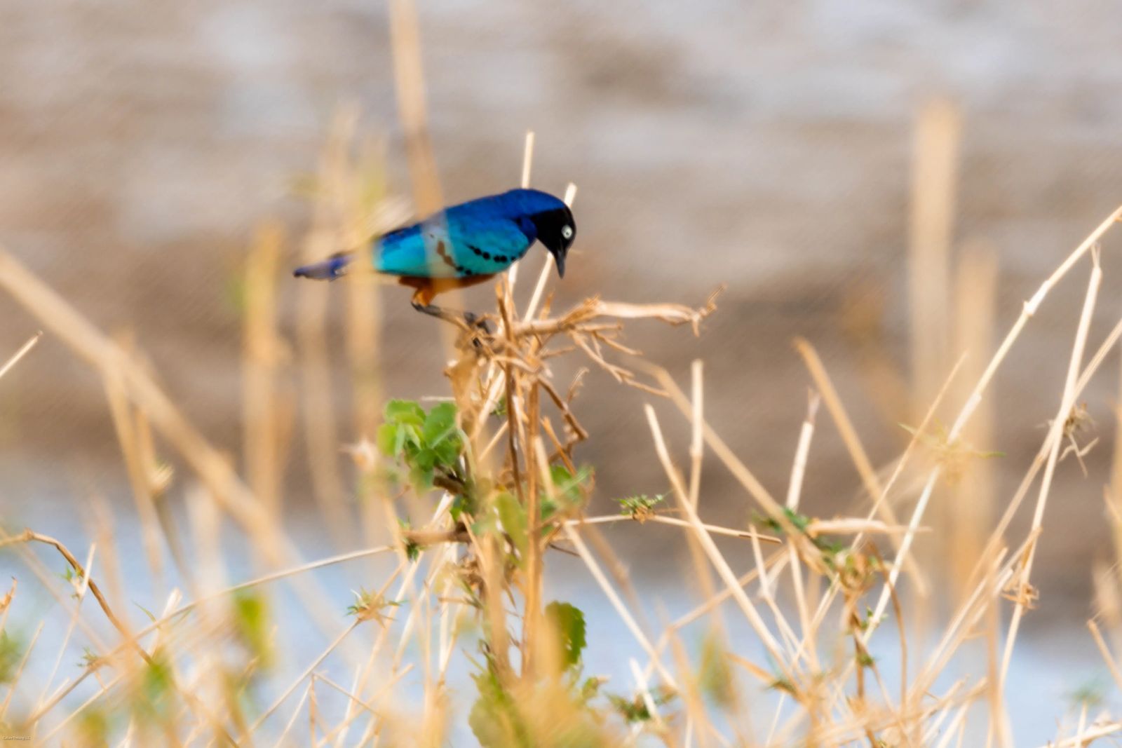 Tarangire Park Safari On A Budget